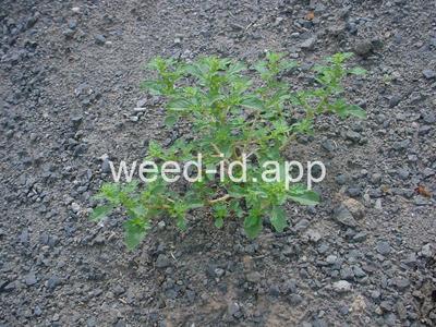 pigweed, tumble
