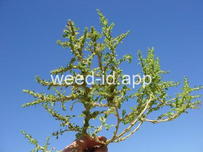 pigweed, tumble