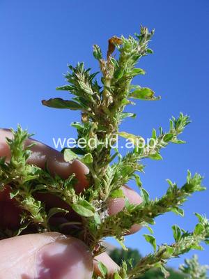 pigweed, tumble