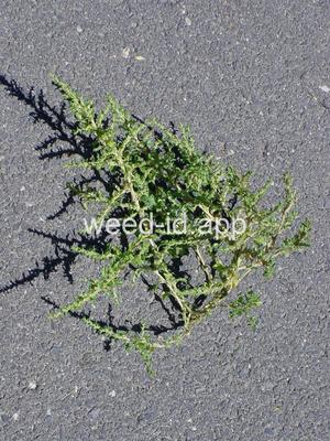 pigweed, tumble