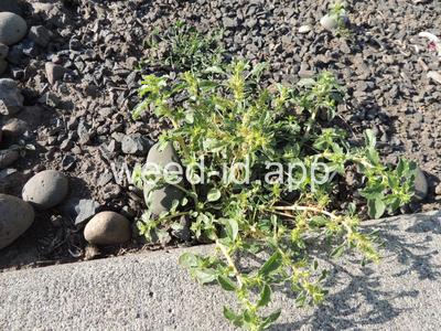 pigweed, tumble