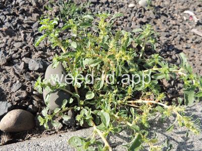 pigweed, tumble