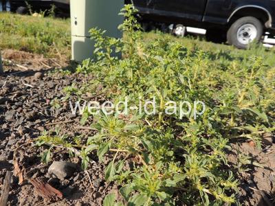 pigweed, tumble