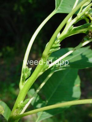 Amaranthus australis