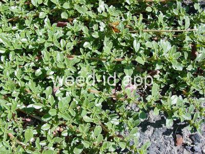 pigweed, prostrate