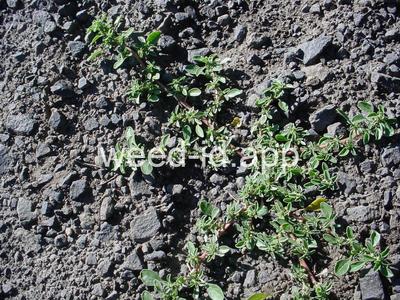 pigweed, prostrate