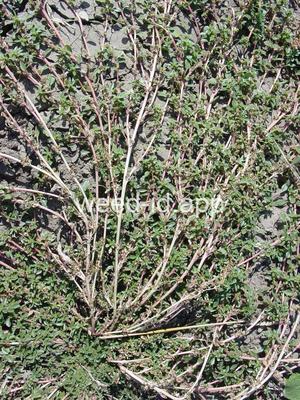 pigweed, prostrate