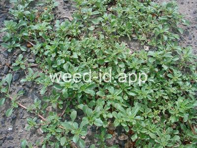 pigweed, prostrate