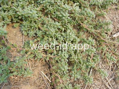 pigweed, prostrate
