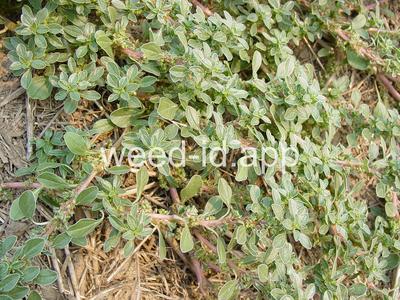 pigweed, prostrate