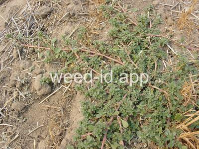 pigweed, prostrate