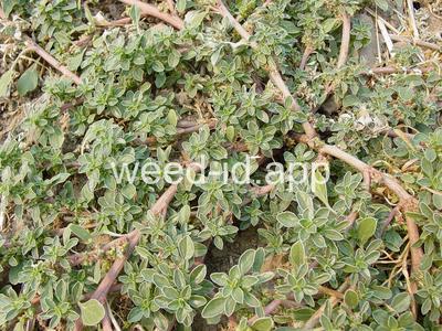 pigweed, prostrate