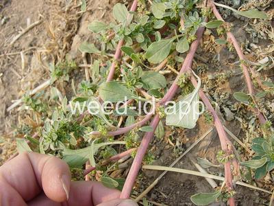 pigweed, prostrate