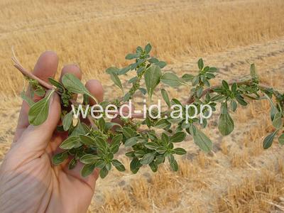 pigweed, prostrate