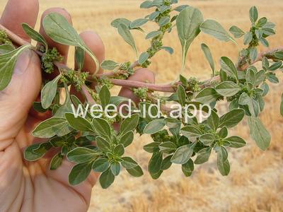pigweed, prostrate