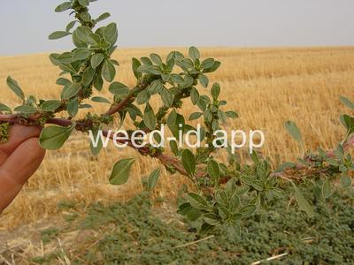 pigweed, prostrate