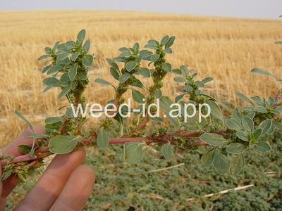 pigweed, prostrate