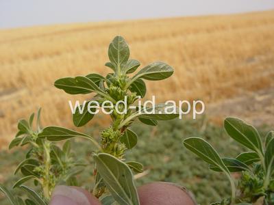 pigweed, prostrate