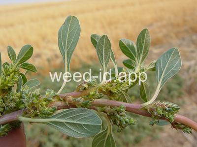 pigweed, prostrate