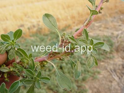 pigweed, prostrate