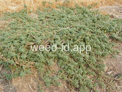 pigweed, prostrate