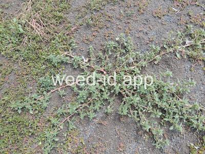 pigweed, prostrate
