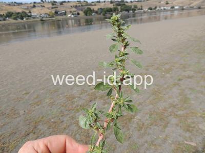 pigweed, prostrate