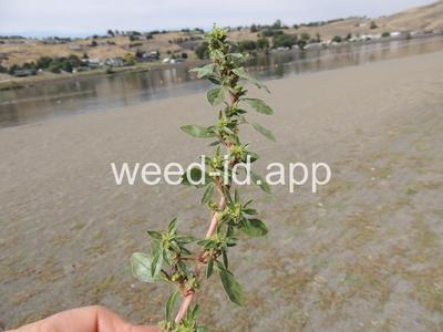 pigweed, prostrate