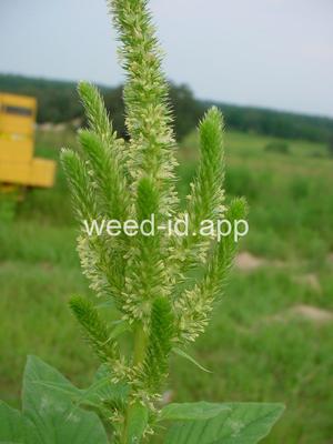 pigweed, smooth