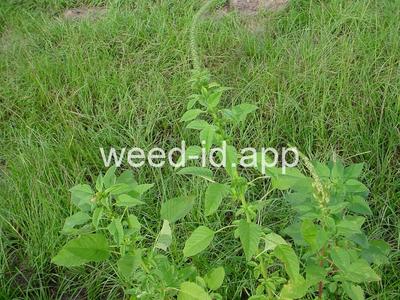 pigweed, smooth