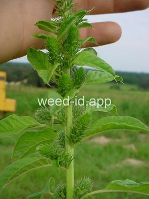 pigweed, smooth