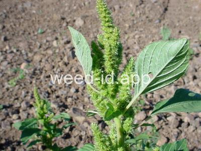 pigweed, redroot
