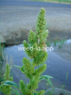 pigweed, redroot