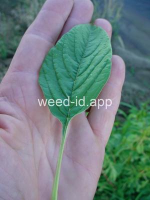 pigweed, redroot
