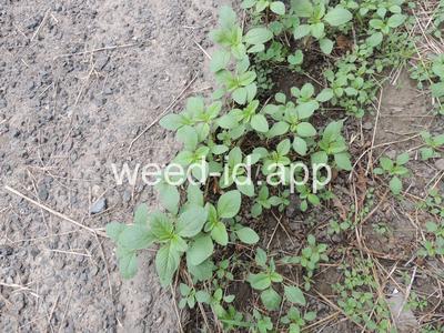 pigweed, redroot