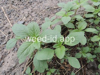 pigweed, redroot