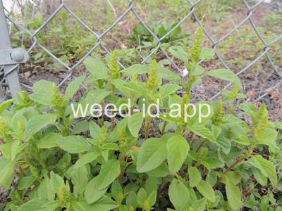 pigweed, redroot