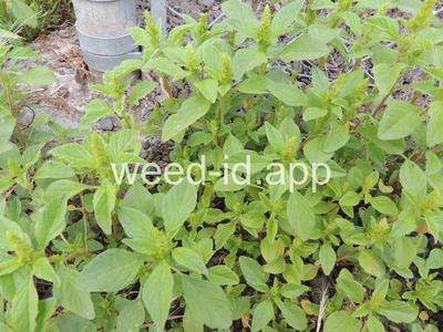 pigweed, redroot