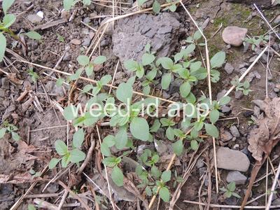 pigweed, redroot