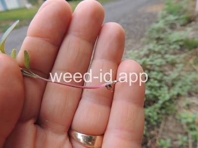 pigweed, redroot