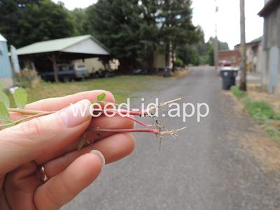 pigweed, redroot