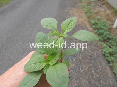 pigweed, redroot