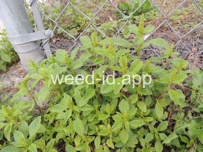 pigweed, redroot