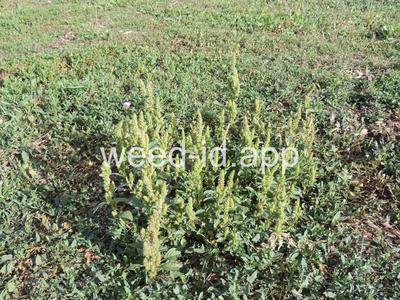 pigweed, redroot