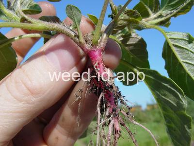 pigweed, redroot