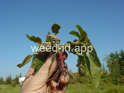 pigweed, redroot