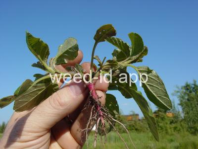 pigweed, redroot
