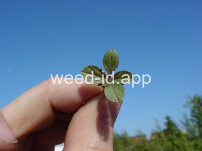 pigweed, redroot