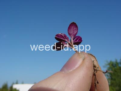 pigweed, redroot