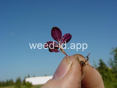 pigweed, redroot